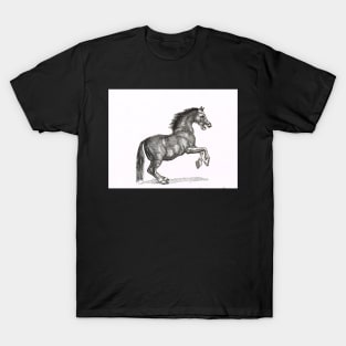 Stallion T-Shirt